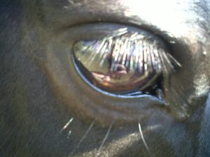eye